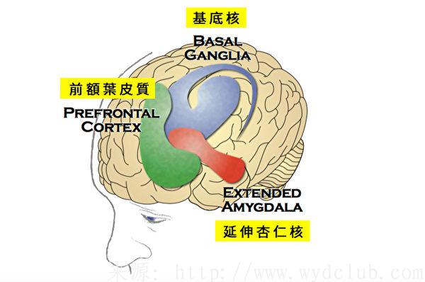 喝酒上瘾时 大脑发生了怎样的变化？第2张-无忧岛网