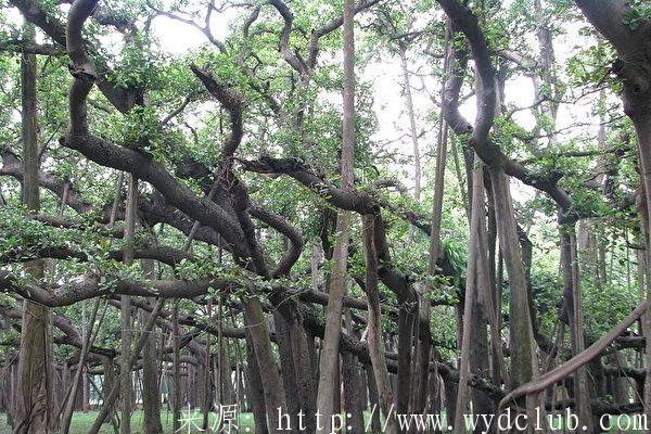 印度榕树比足球场大 一棵树形同一片树林第1张-无忧岛网